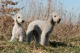 BEDLINGTON TERRIER 141